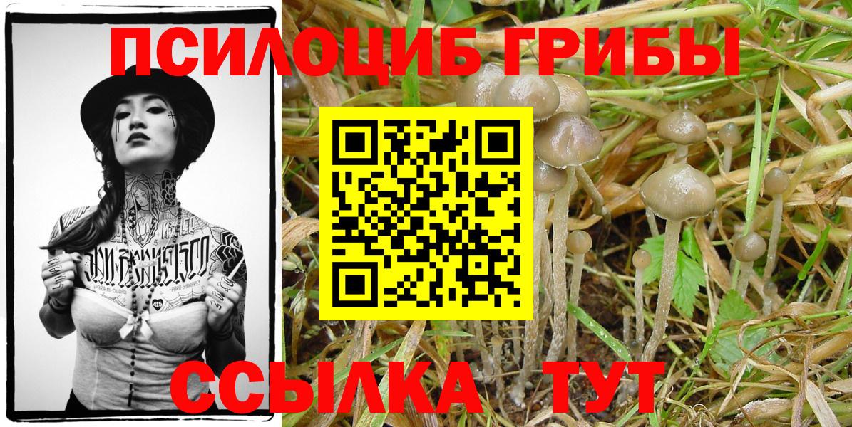 Псилоцибиновые грибы Psilocybe Красноуфимск